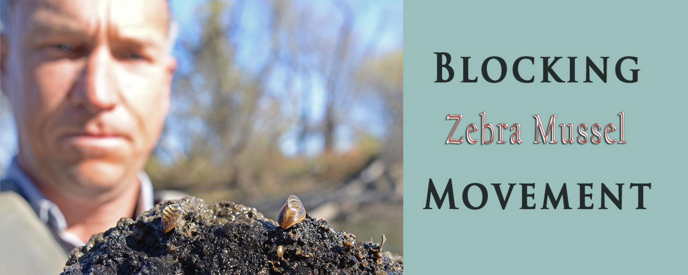 Biologist looking at zebra mussels on a rock in the Red River