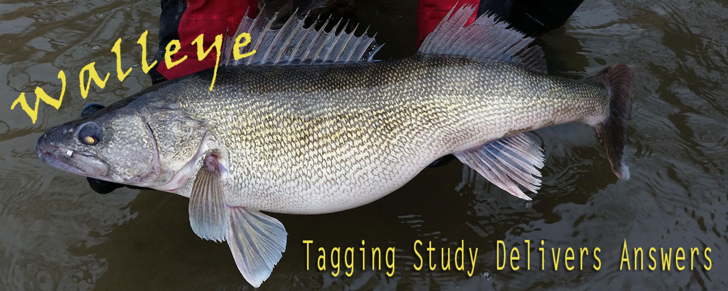 It pays to be aware of walleye migration patterns