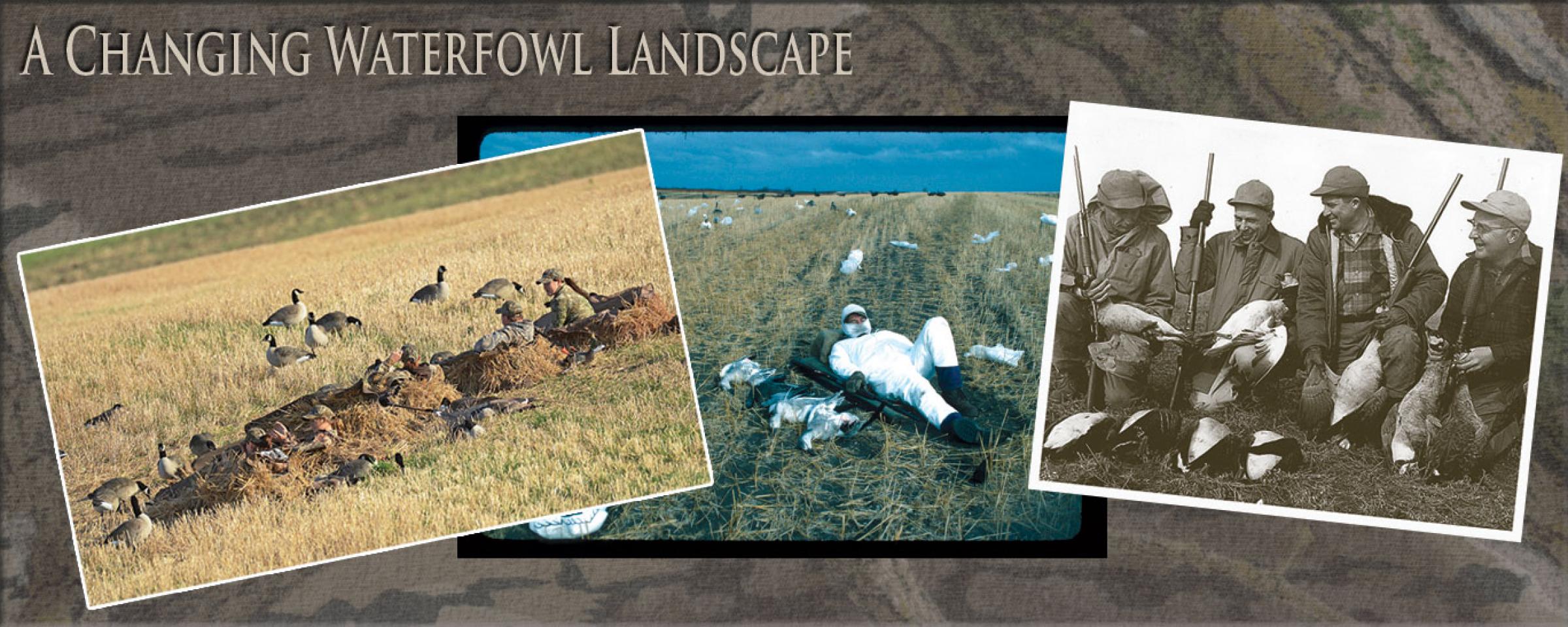 Waterfowl hunting photos