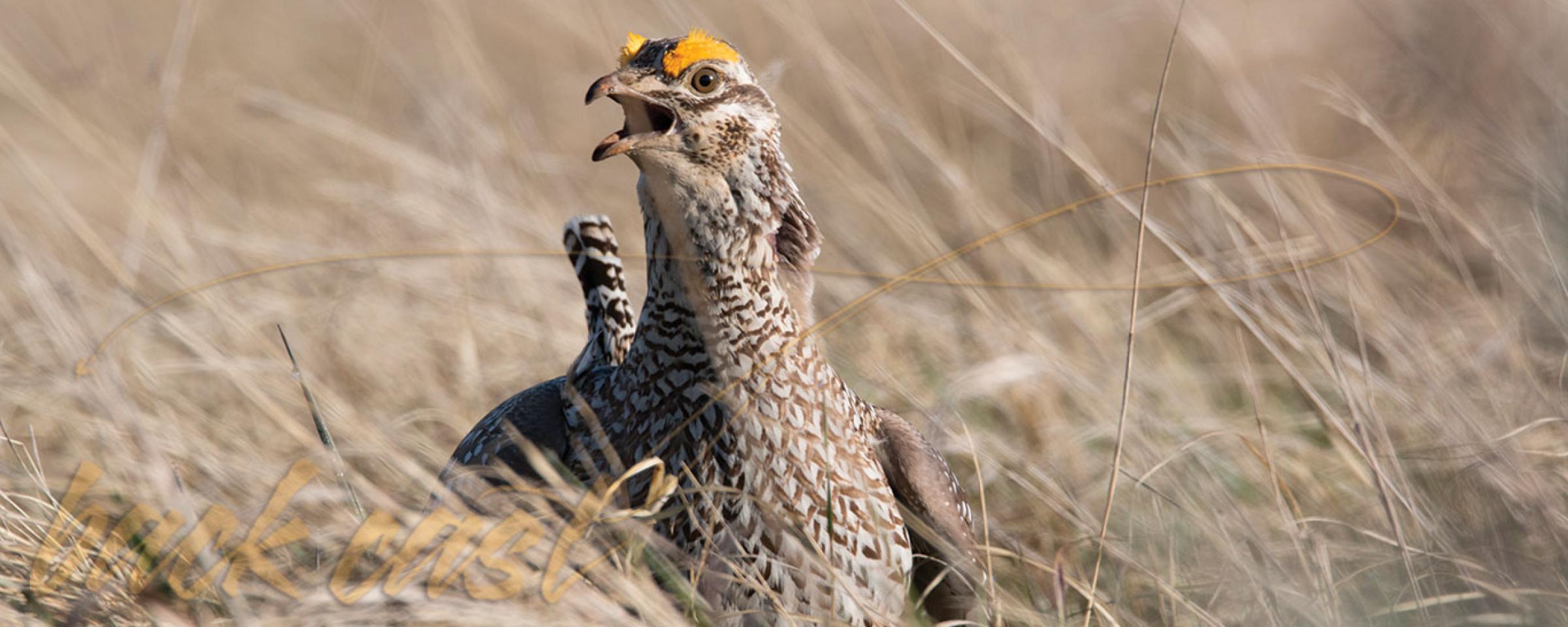 Sharp-tailed Grouse