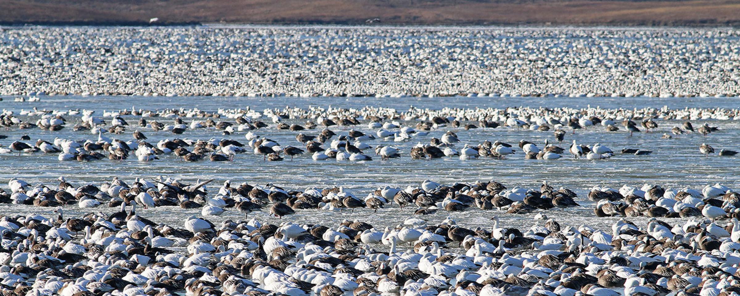 Snow Geese