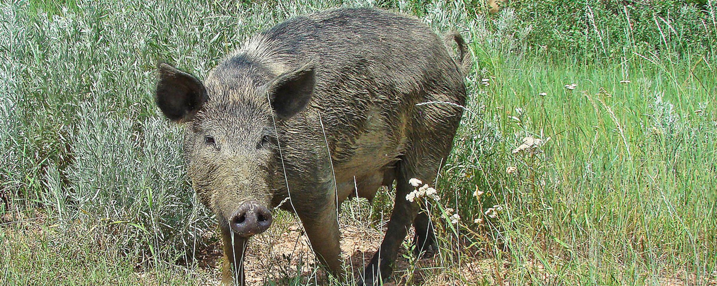 This feral pig was one of a group that was first documented in western North Dakota nearly a decade ago.