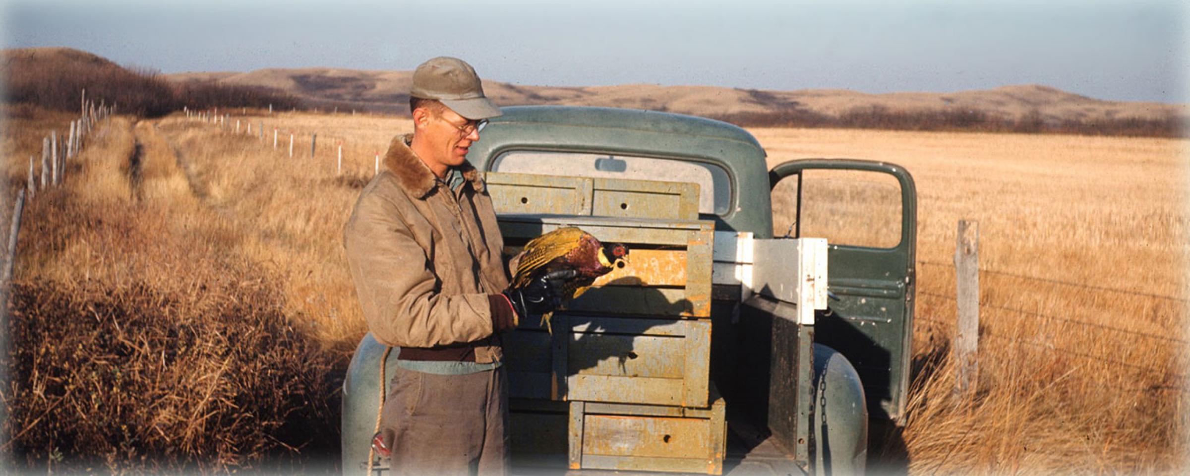 Releasing a pheasant