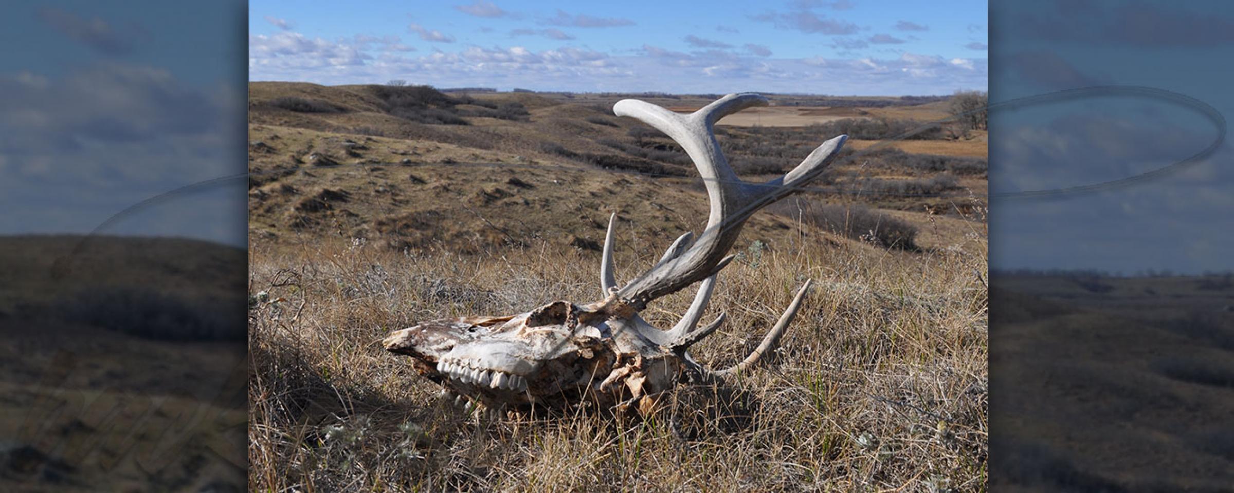 Elk skull on the prairie
