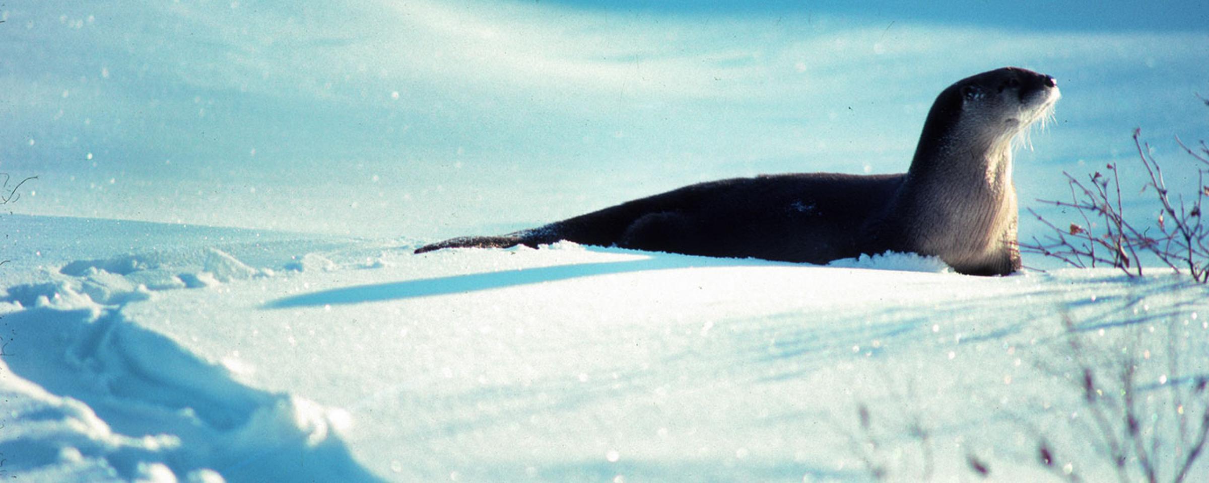 River Otter