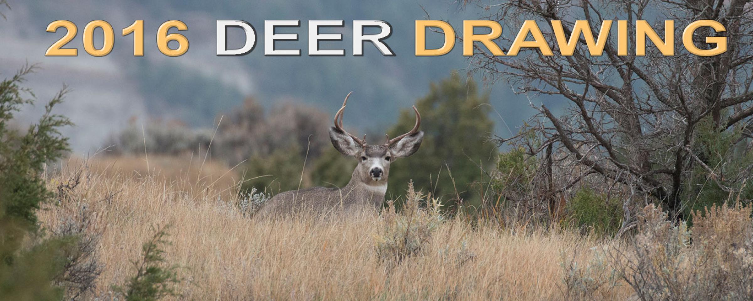 Mule deer buck lying in badlands