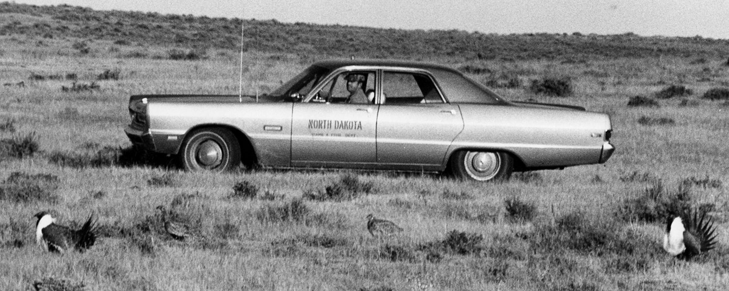 Sage grouse on lek with Department employee in car watching