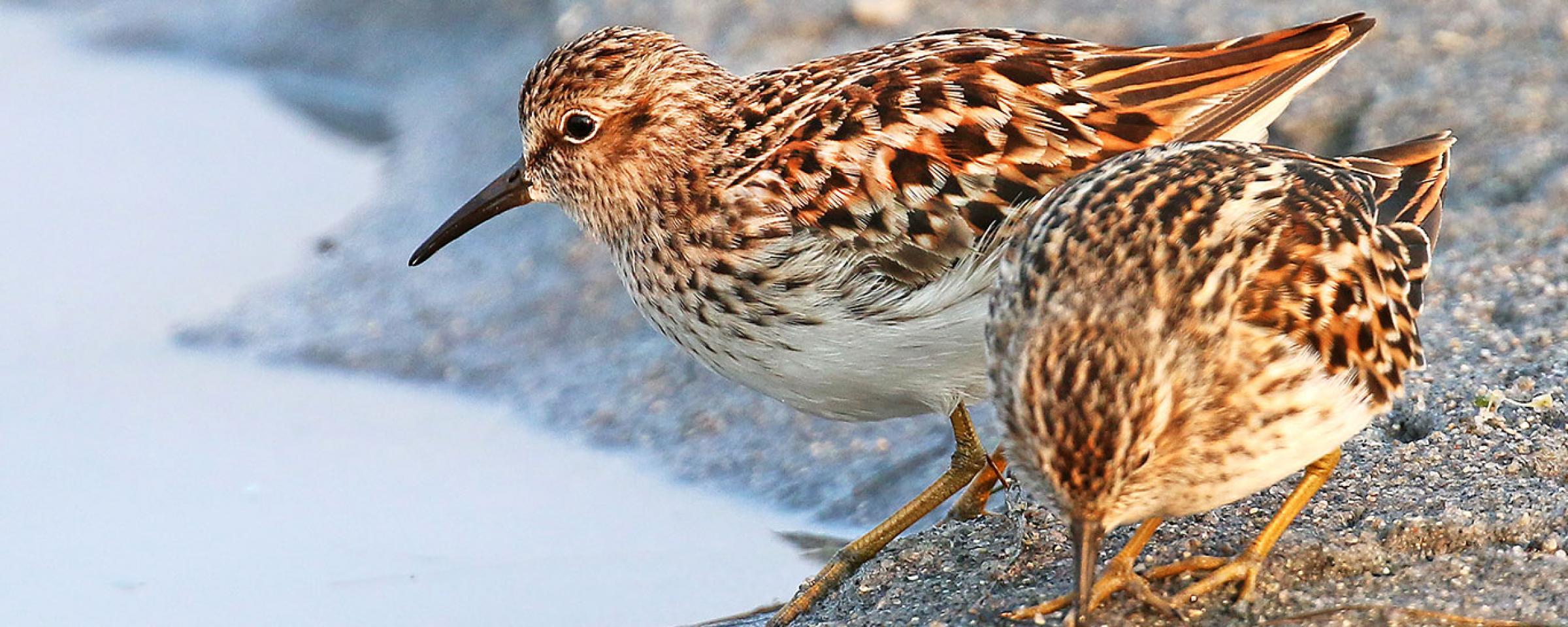 Least sandpiper