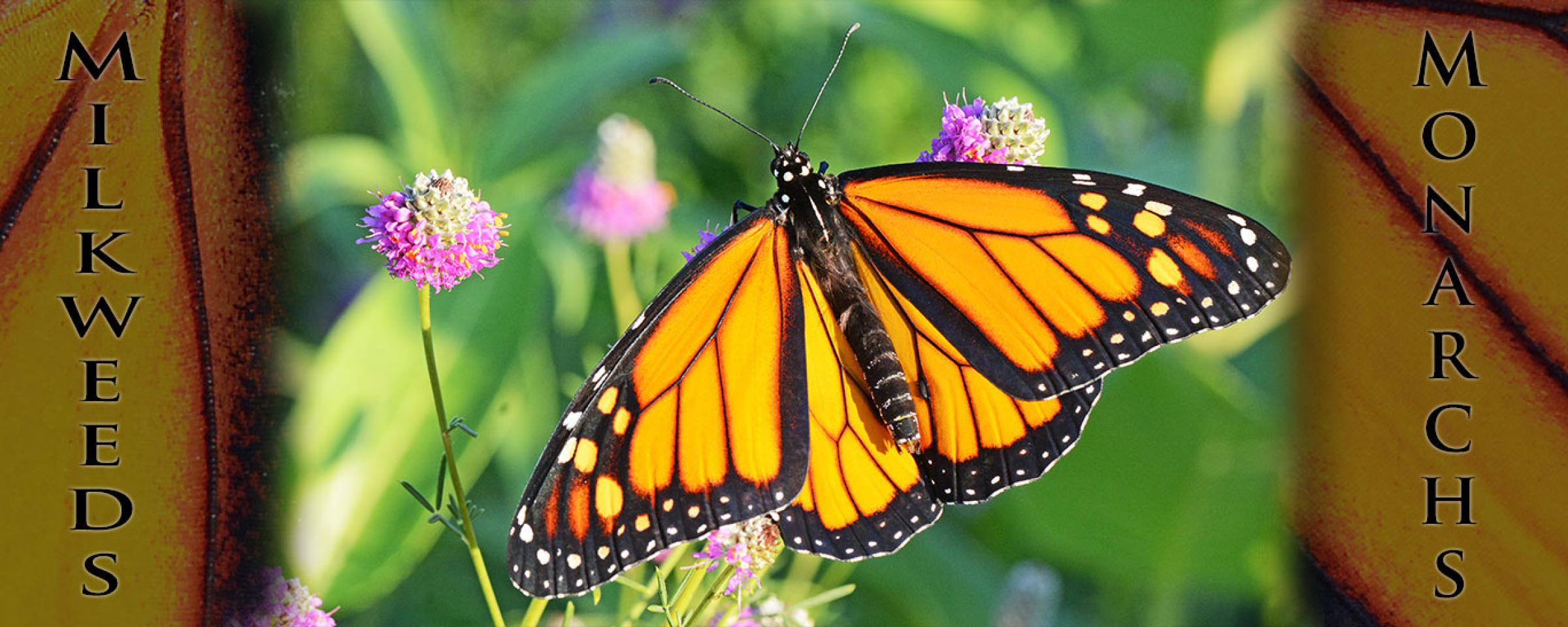 Monarch on flower