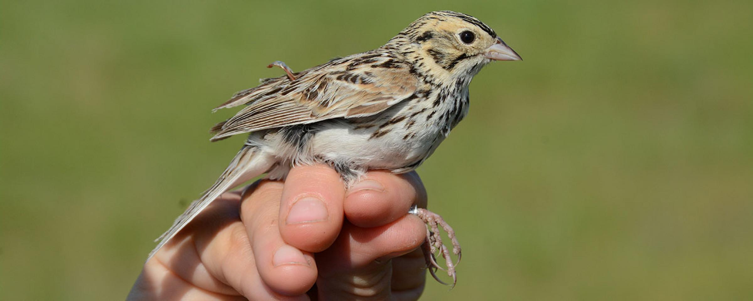 Bairds Sparrow