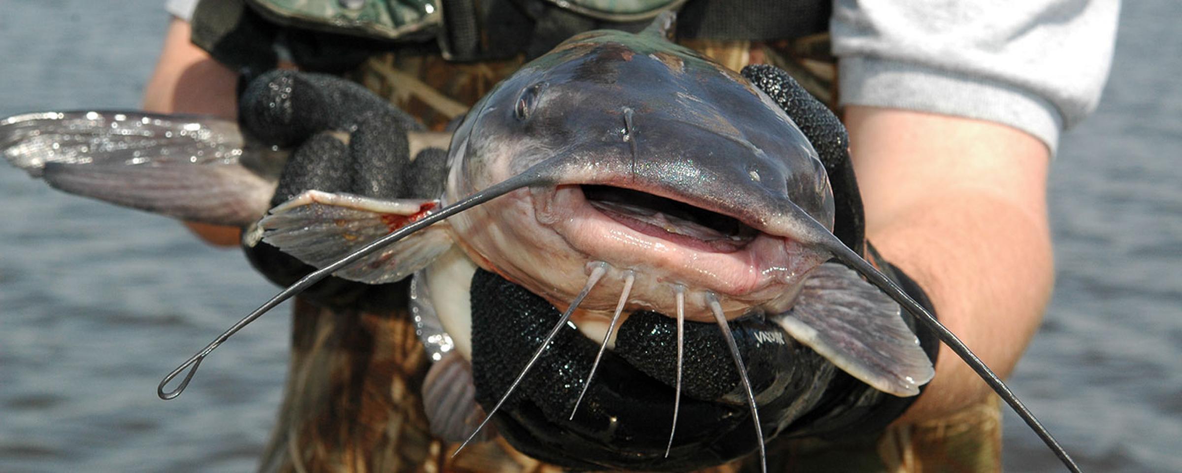 Fish Rules - Catfish, Channel in East Lake Toho FMA