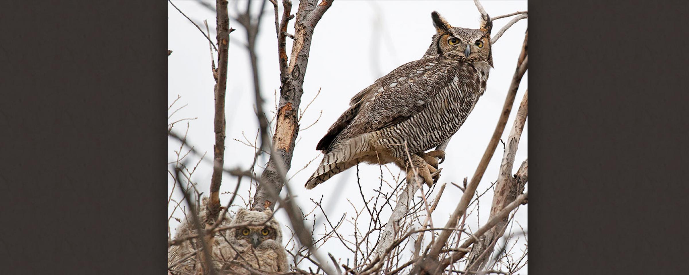 Great horned owls in nest