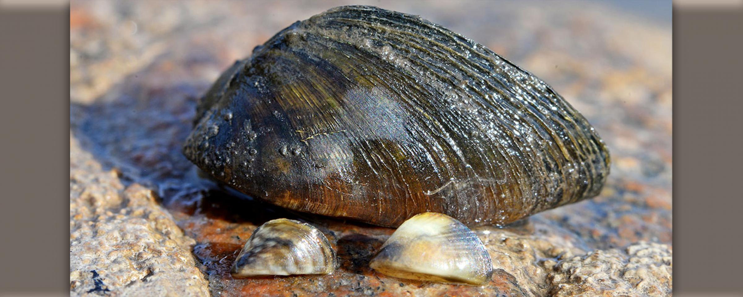 Zebra mussels