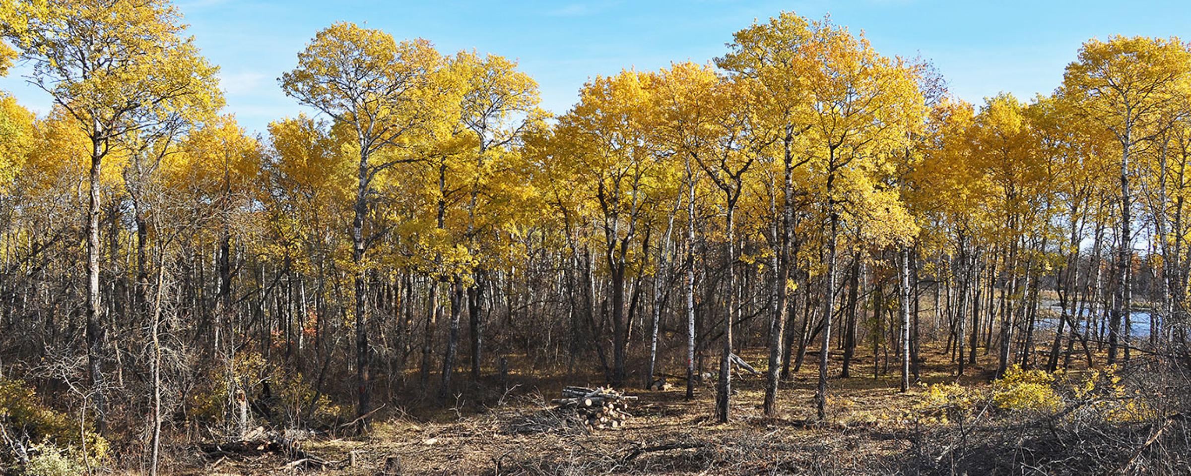 Turtle mountain forest