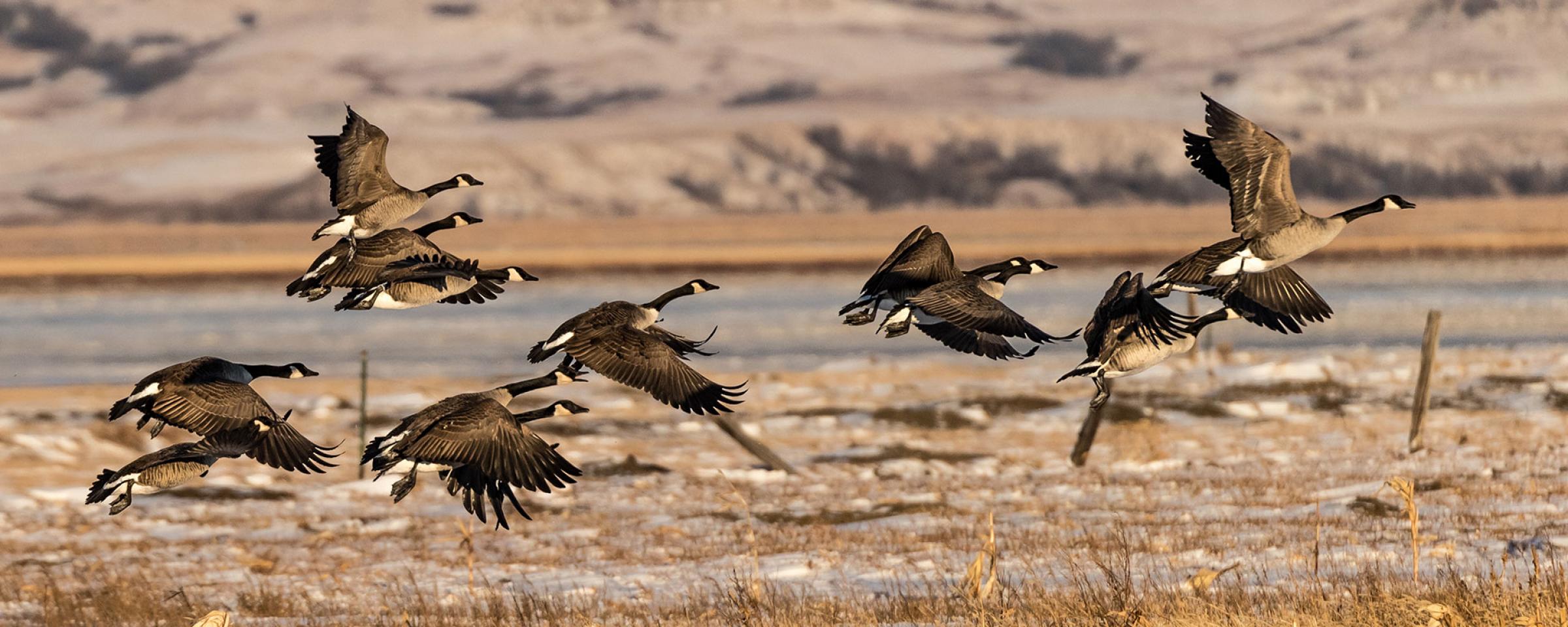 Canada Geese Flying