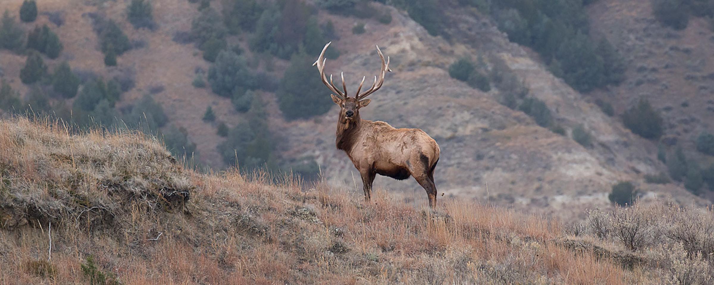 Elk