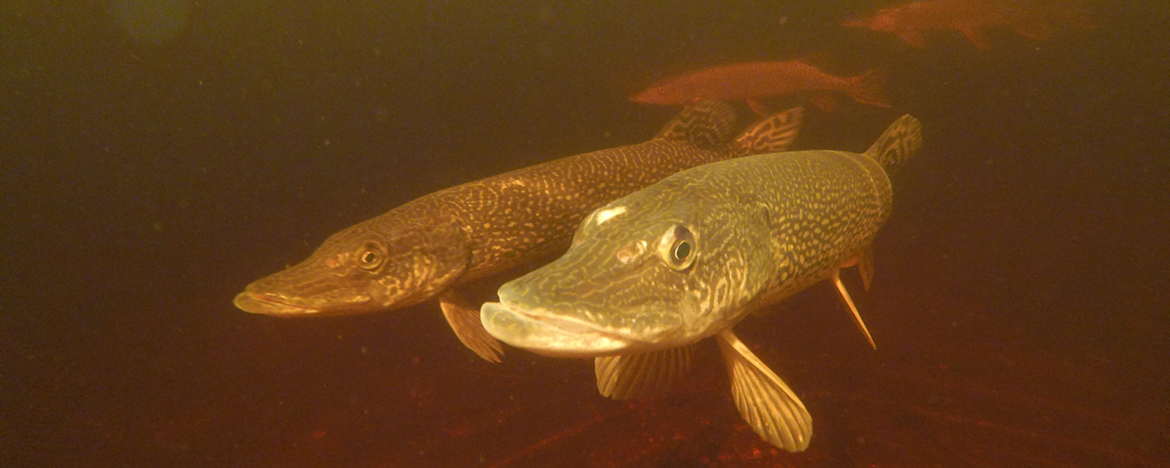 Northern pike underwater