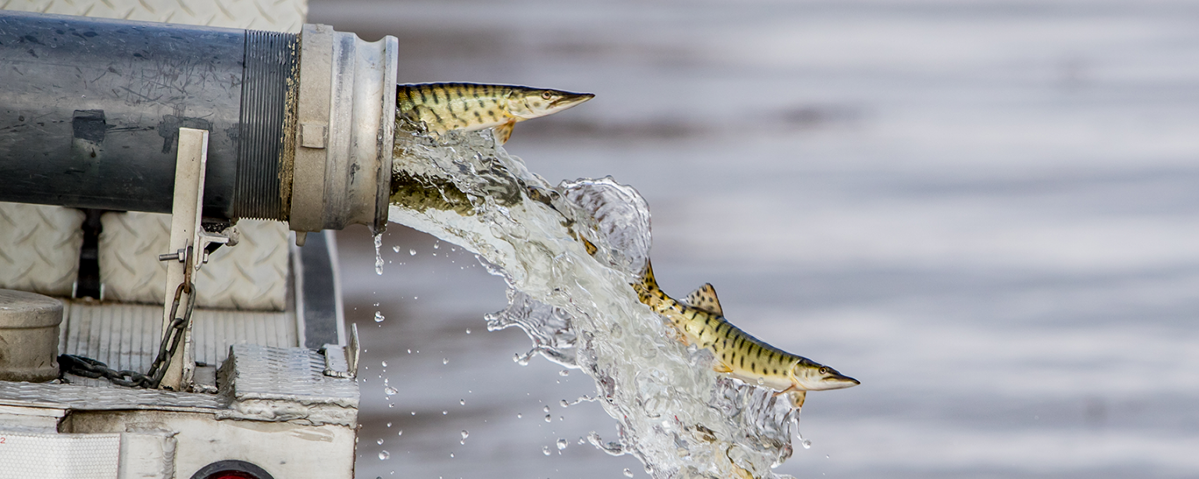 Fish being released from stocking truck