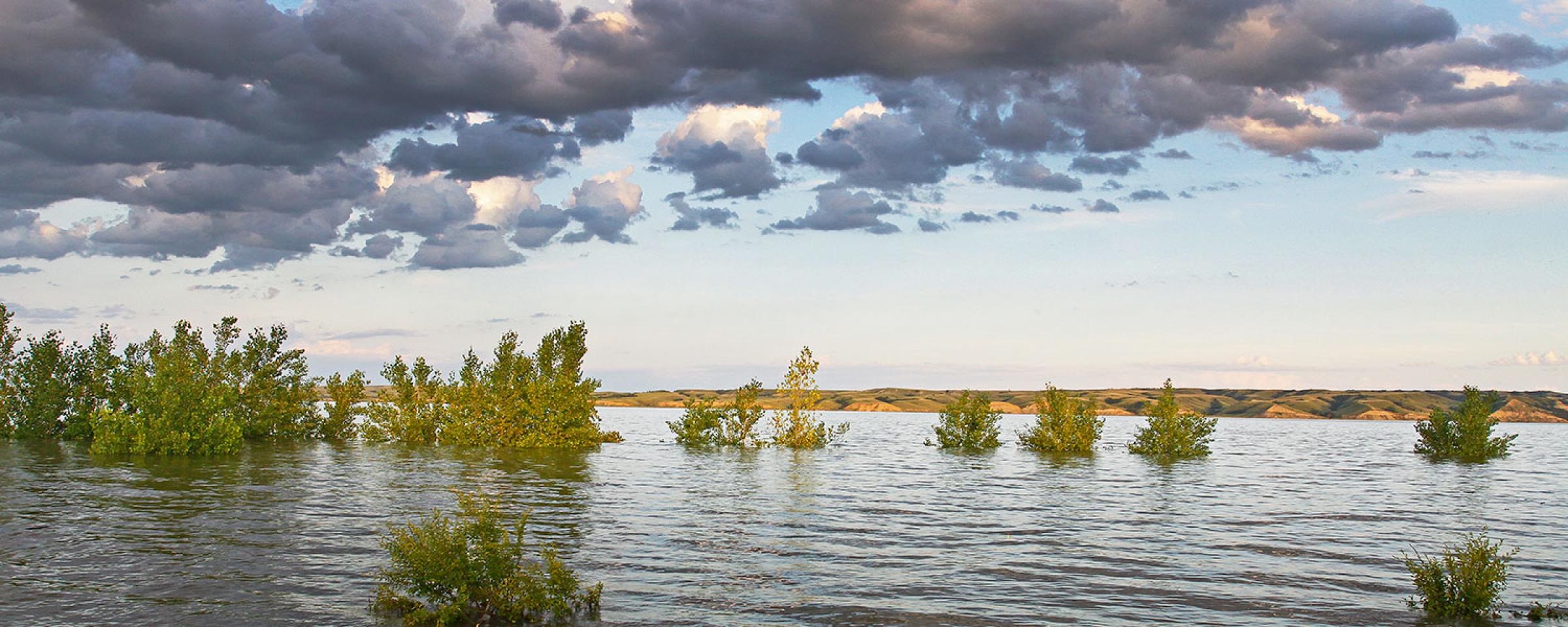 Flooded plants