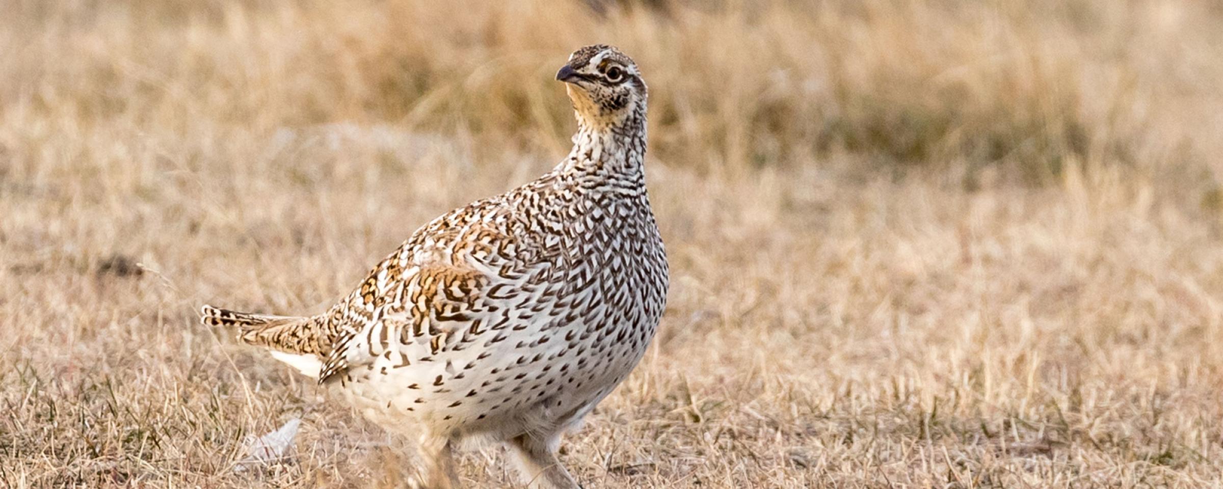 Sharp-tailed grouse