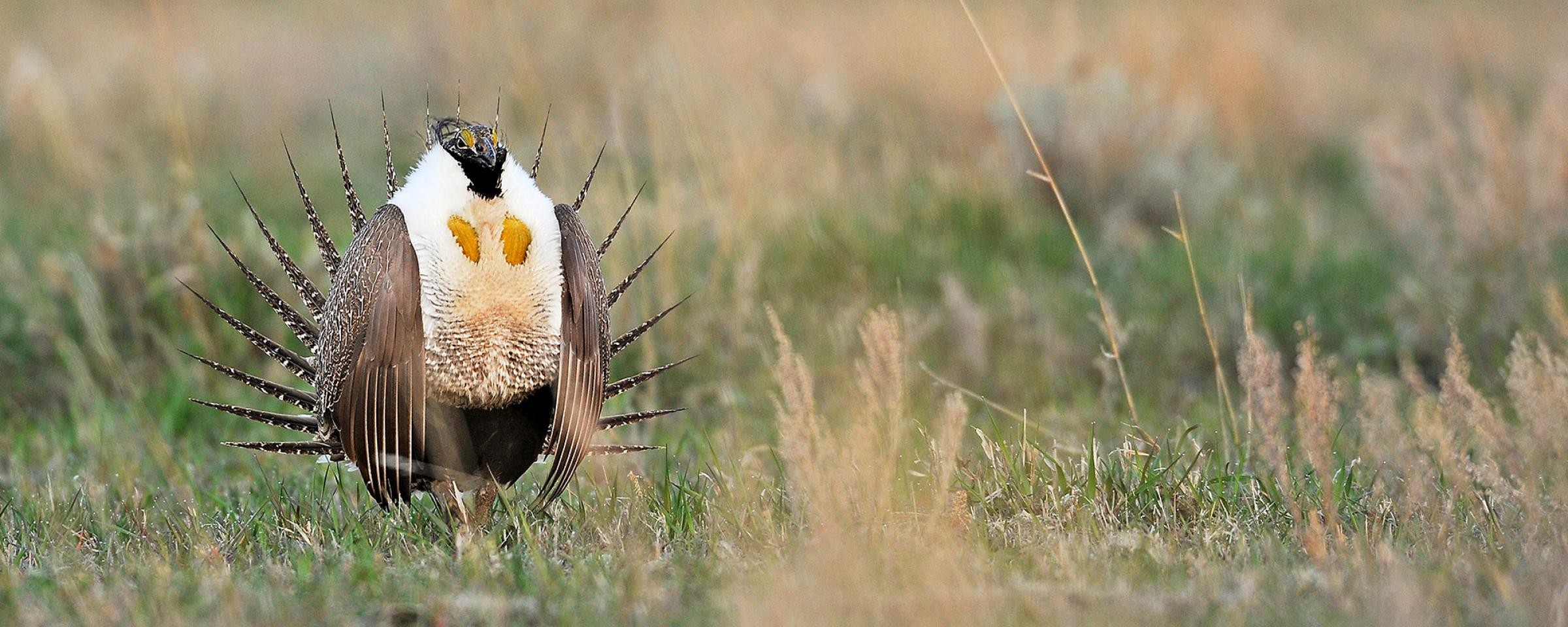 Sage grouse male displaying