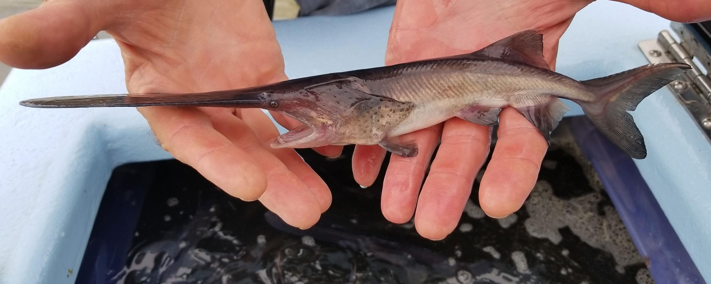 Young paddlefish