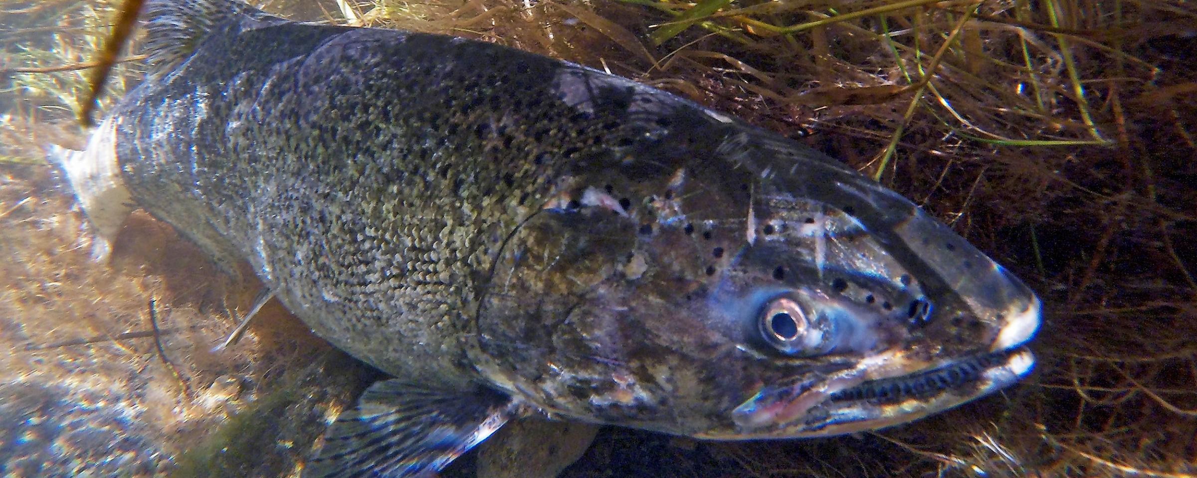 Salmon in water