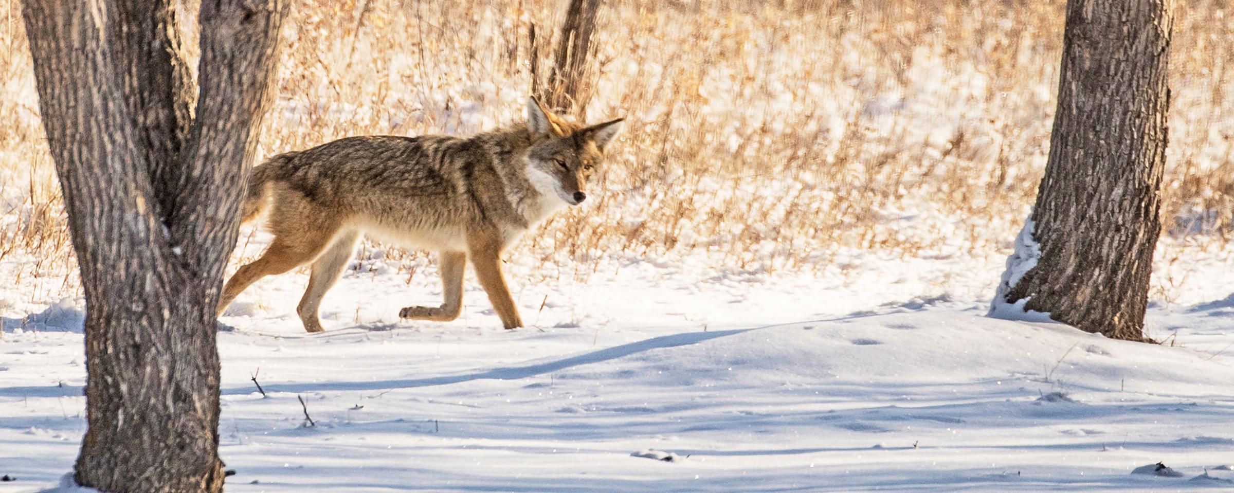 Coyote