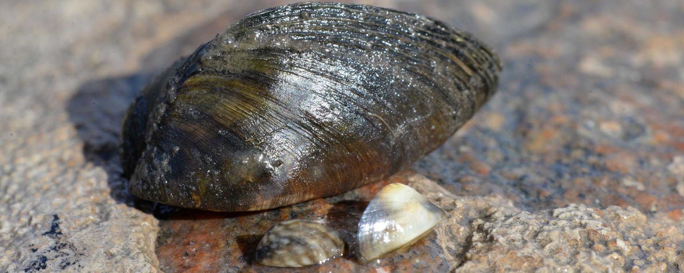 Zebra mussel