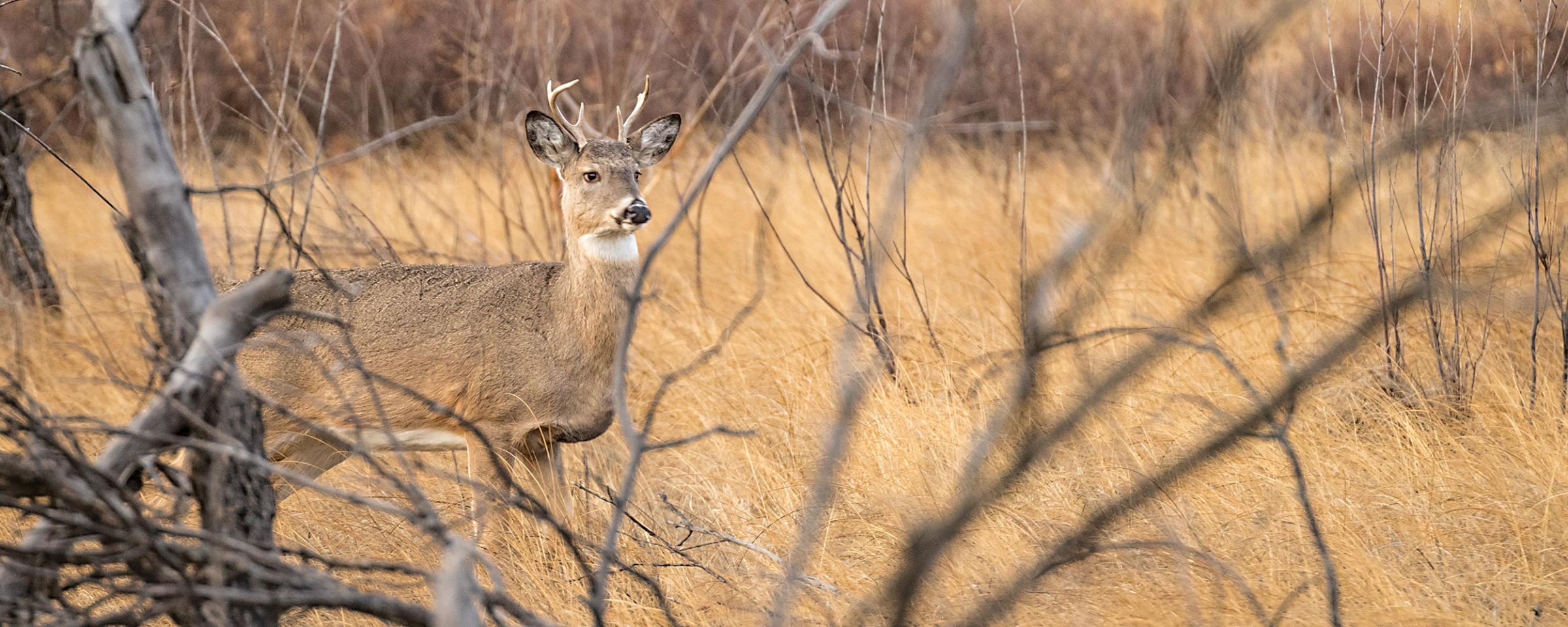 White-tailed buck