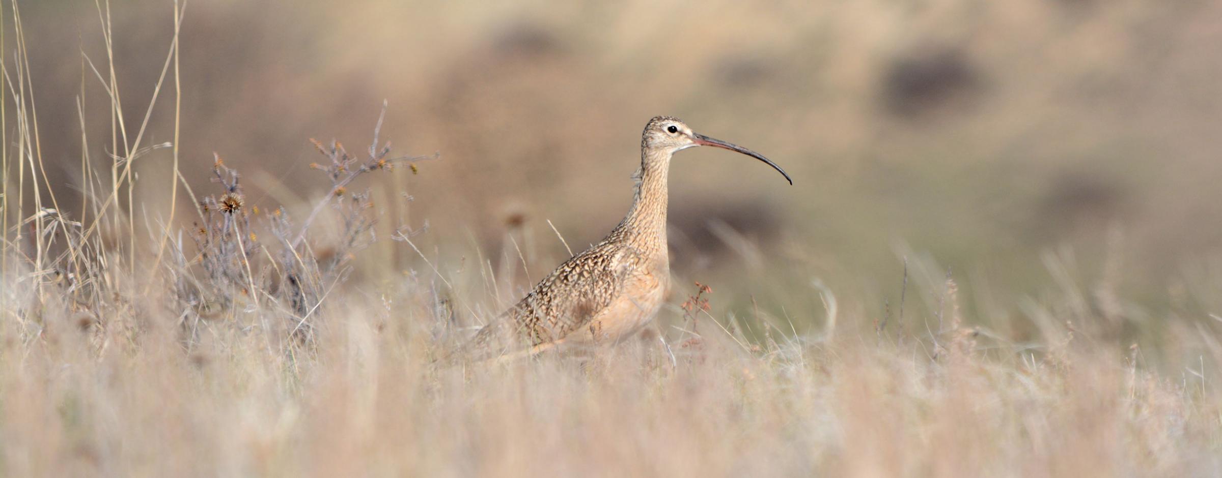 Long-billed curlew