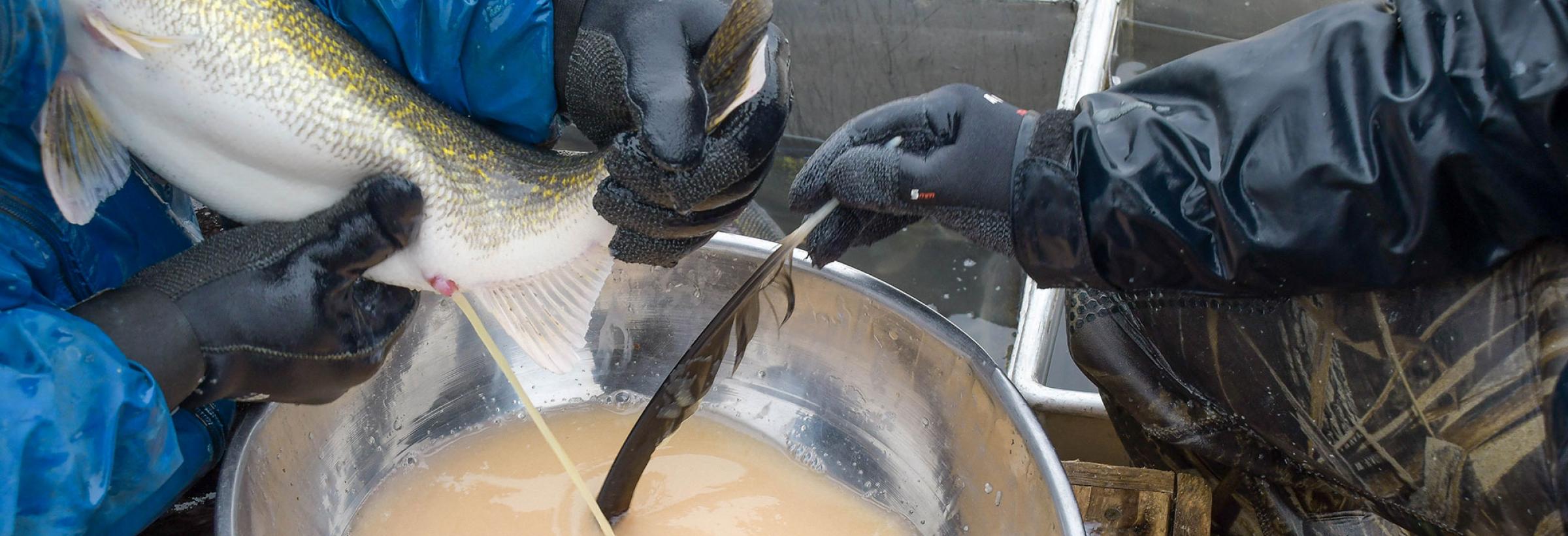 Walleye eggs from females and milt from males are mixed with a feather in a bowl.