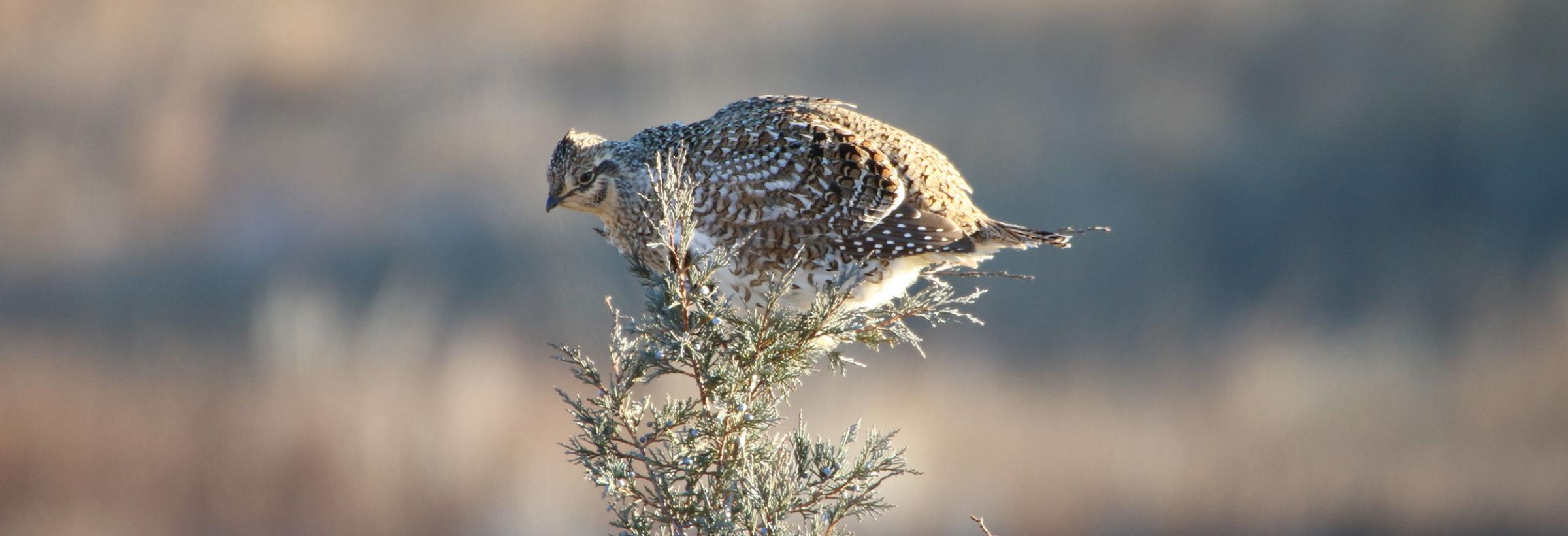 Sharp-tailed grouse in a tree