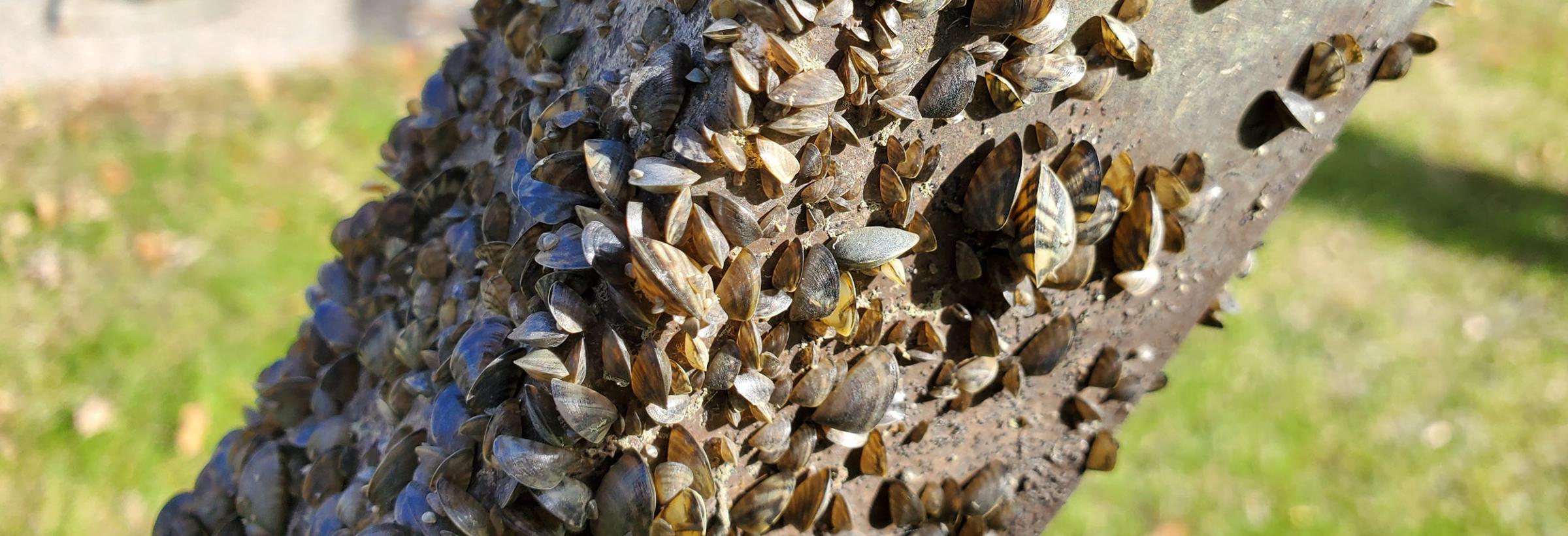 A boat lift covered in zebra mussels that was pulled this fall from Lake Ashtabula.