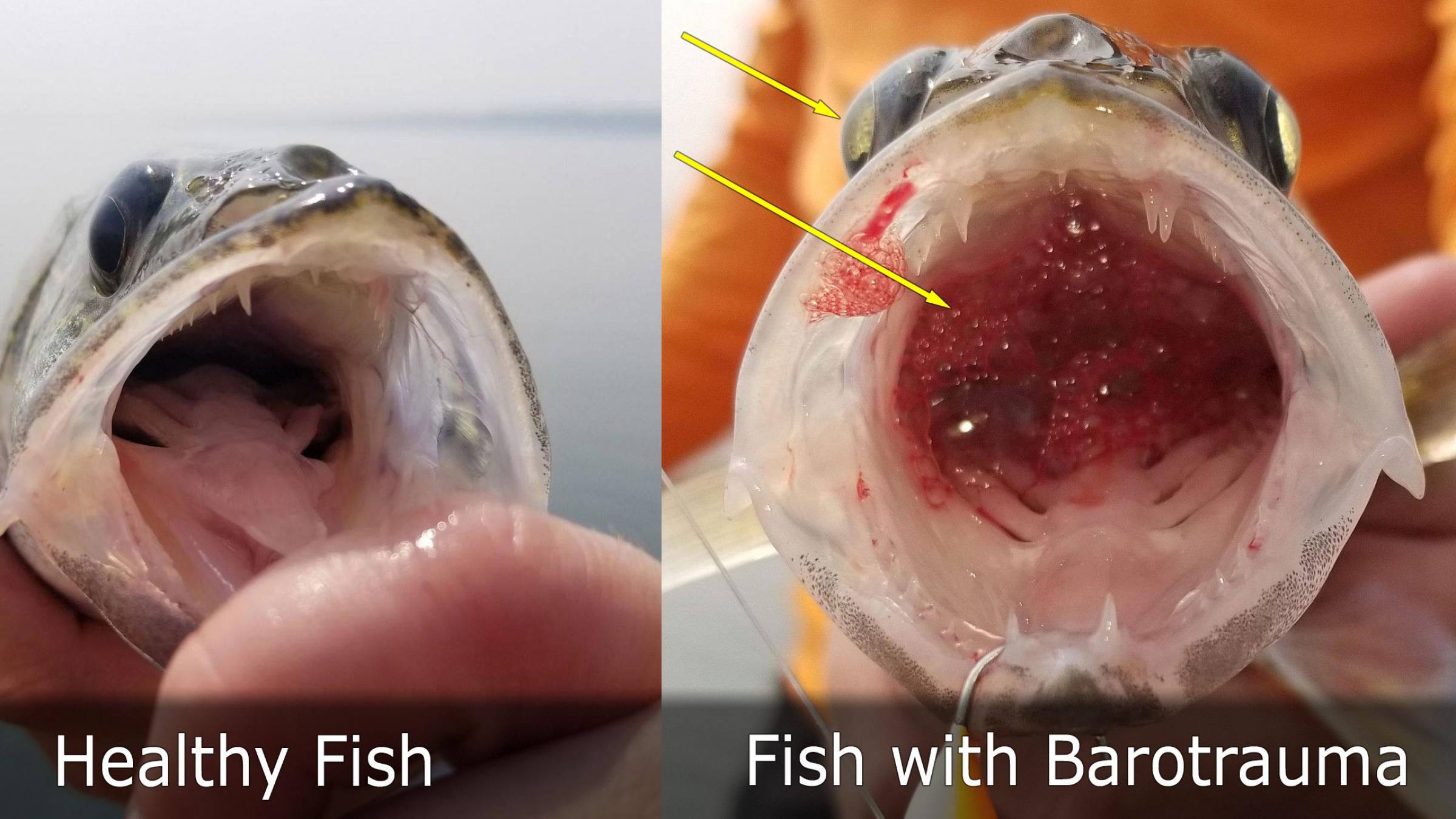 Healthy fish vs. fish with barotrauma