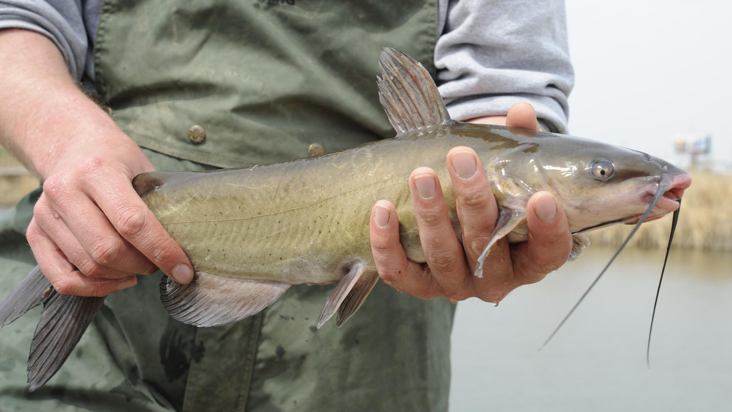 Channel catfish