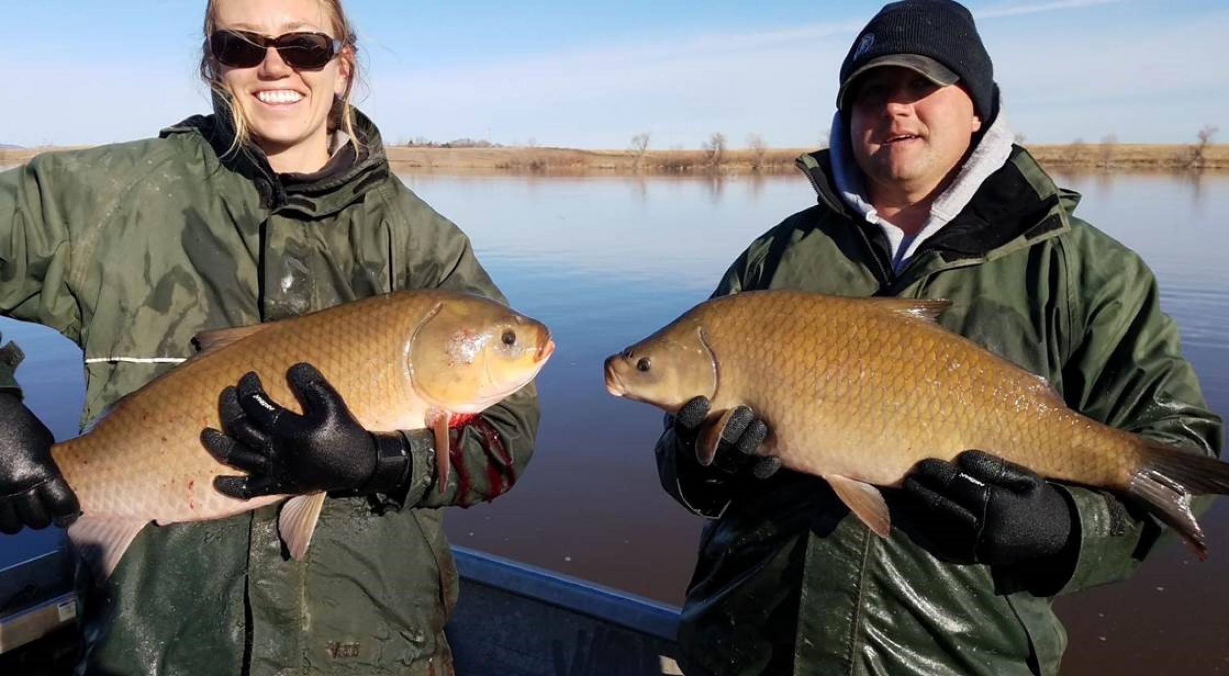 Bigmouth buffalo (left), smallmouth buffalo (right)