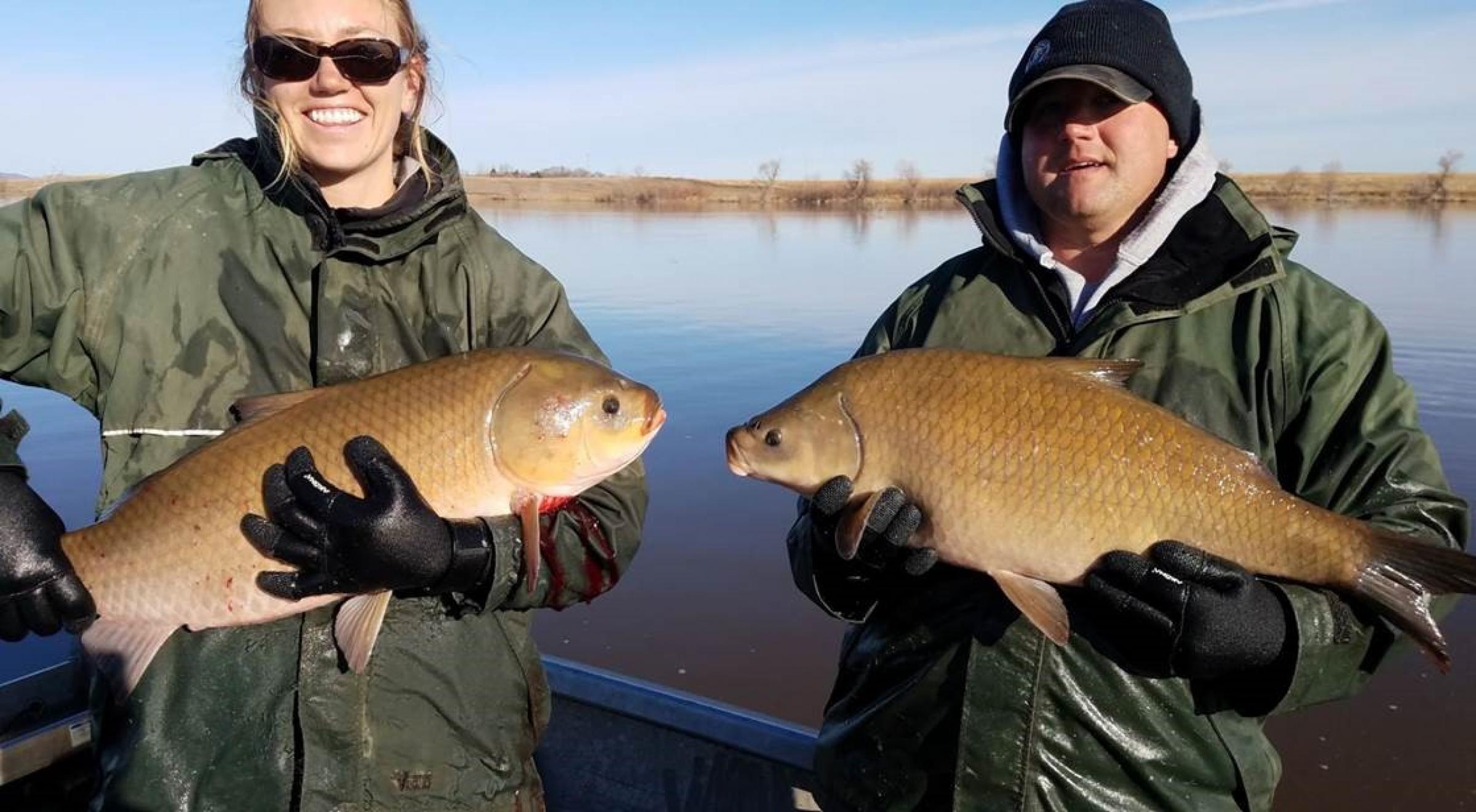 Bigmouth Smallmouth Buffalo | North Dakota Game