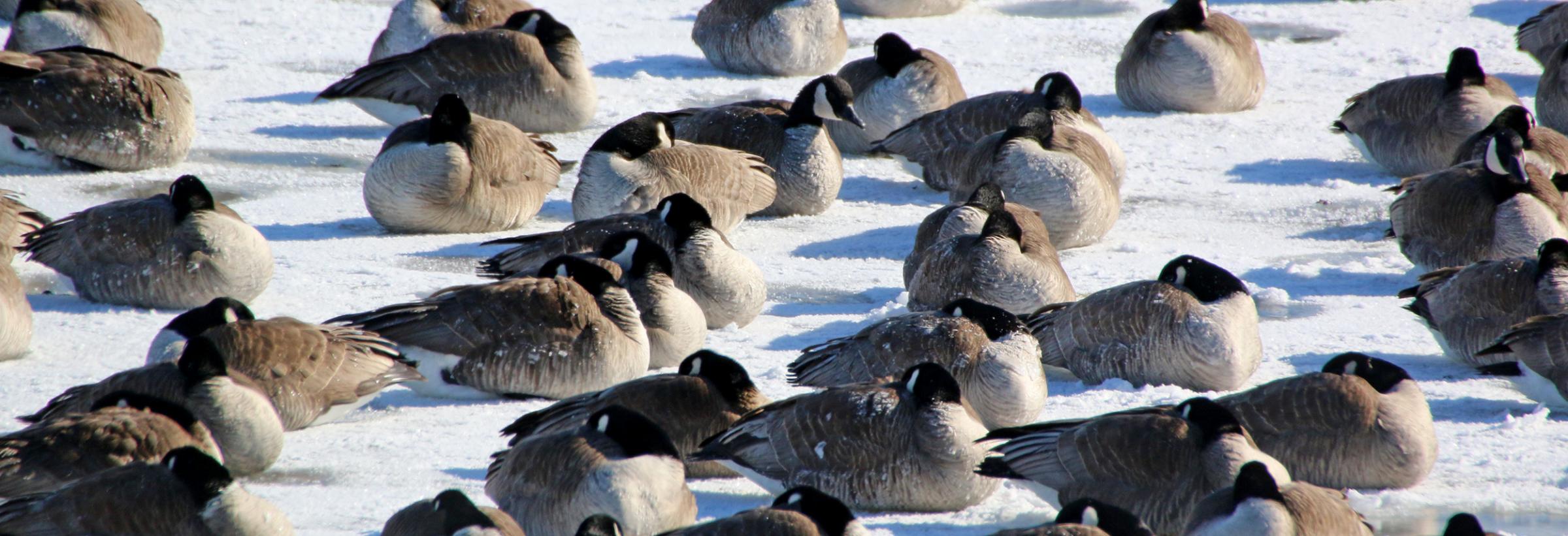 Geese sleeping on ice