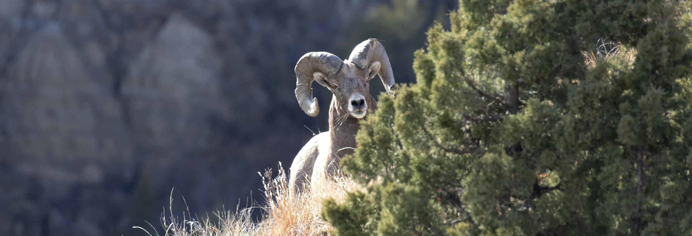 Bighorn ram