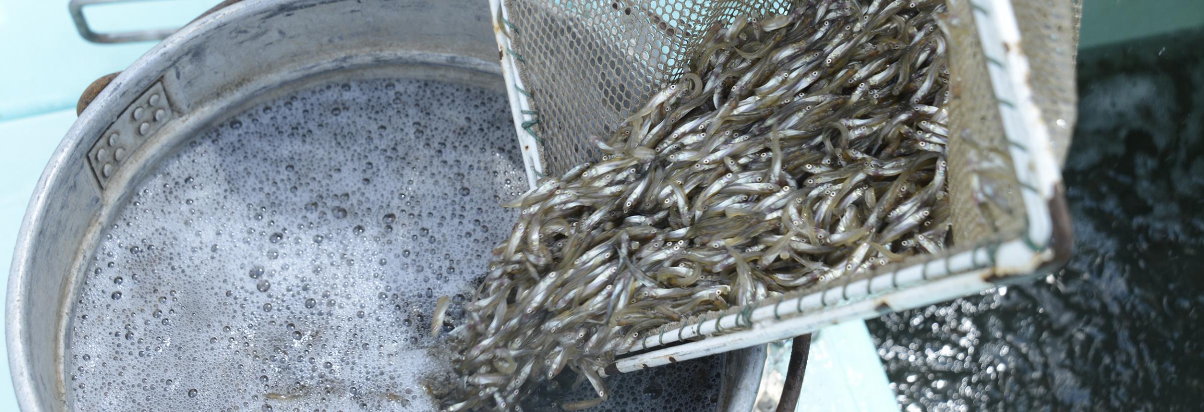 2016 North Dakota Fish Stocking Report Unique Fish Photo