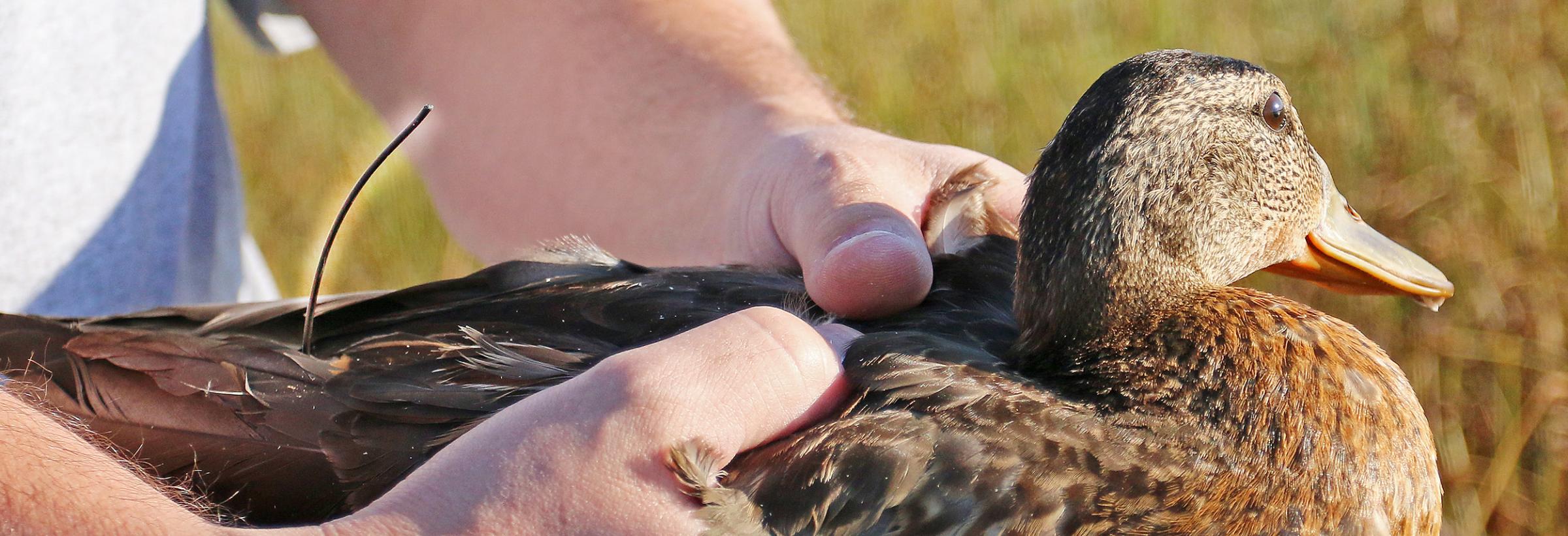 A hen mallard fitted with a GPS transmitter is ready to be released near a North Dakota wetland.