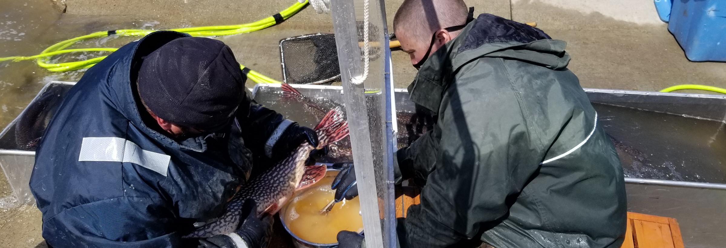 A Plexiglas shield separates seated Department fisheries personnel as they take eggs from a female northern pike.