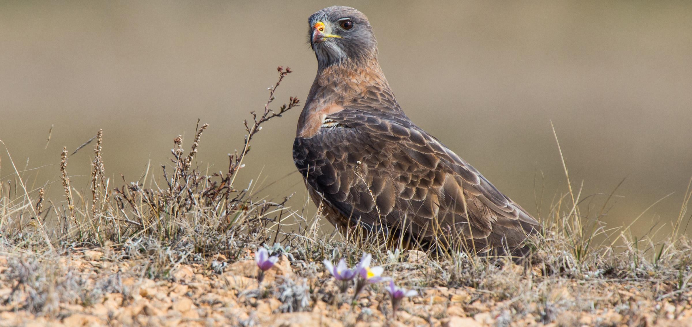 keeping-common-birds-common-north-dakota-game-and-fish