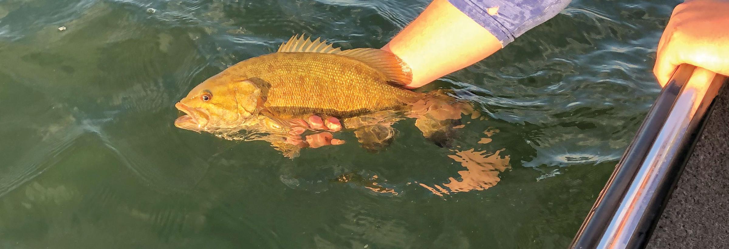 Smallmouth bass