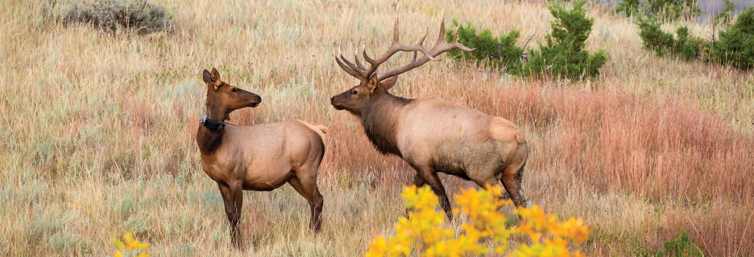 Collared female elk standing by bull elk