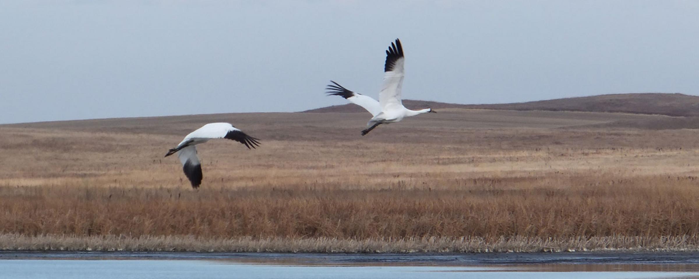 Whooping cranes flying