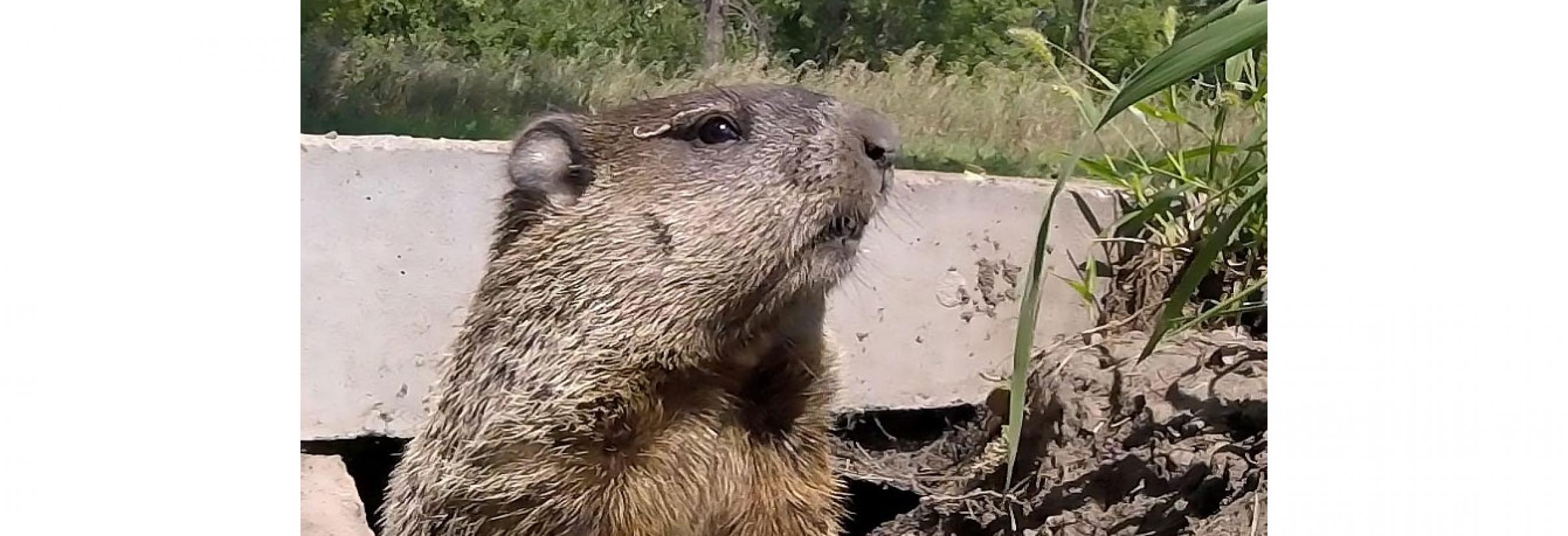 Woodchuck