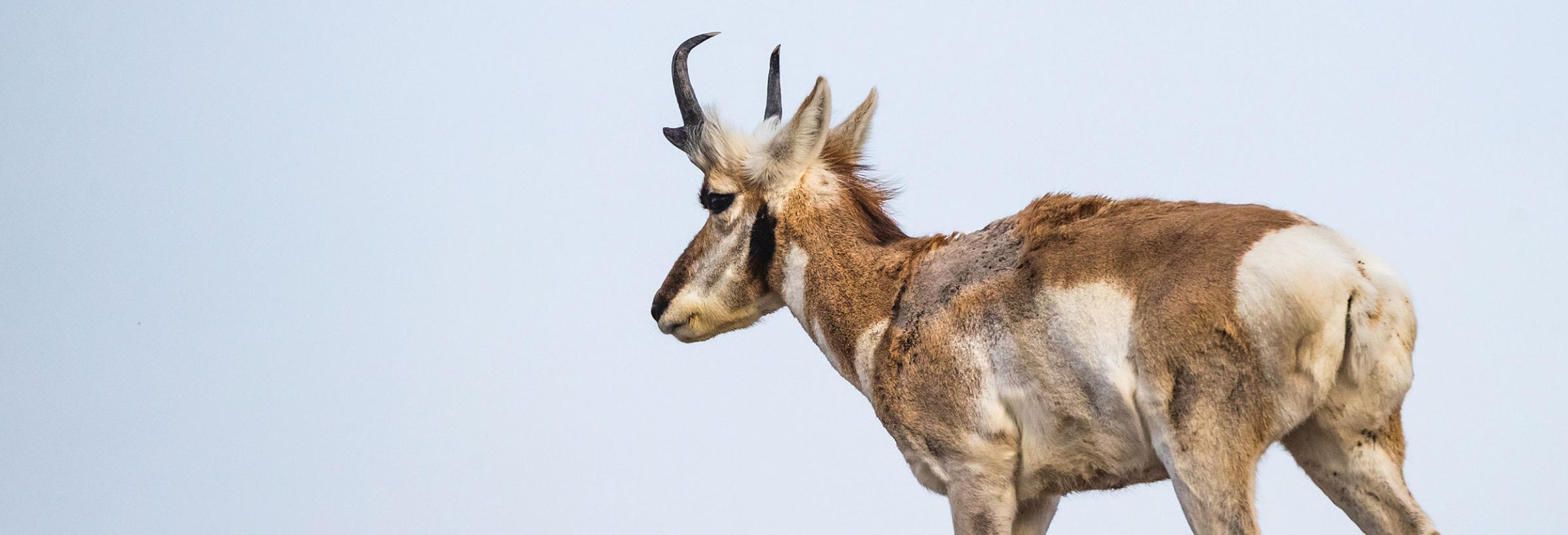 Pronghorn