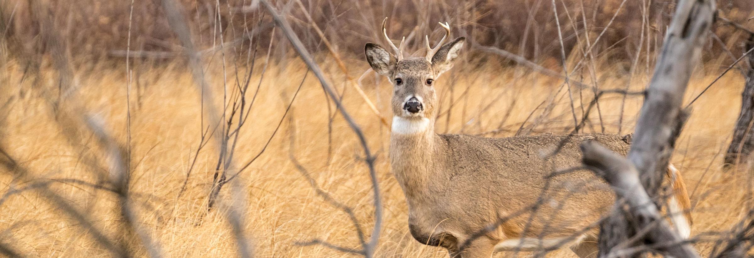 White-tailed buck